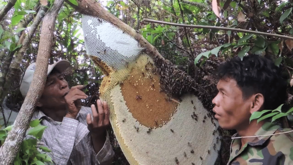 Người Campuchia khai thác mật ong rừng